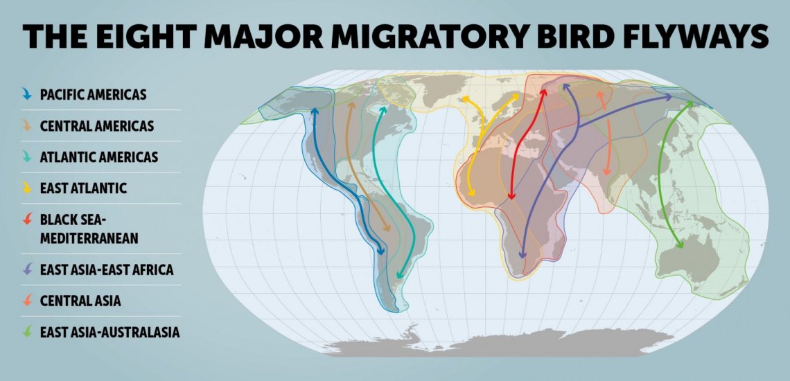 Principales rutas migratorias de las aves en el mundo.